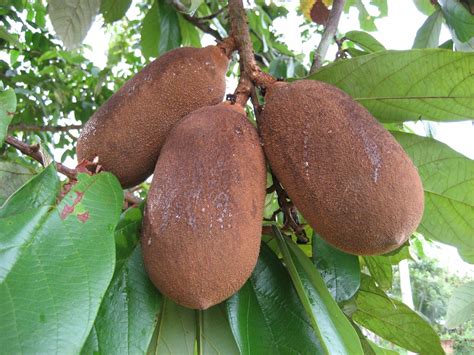fruta cupuaçu